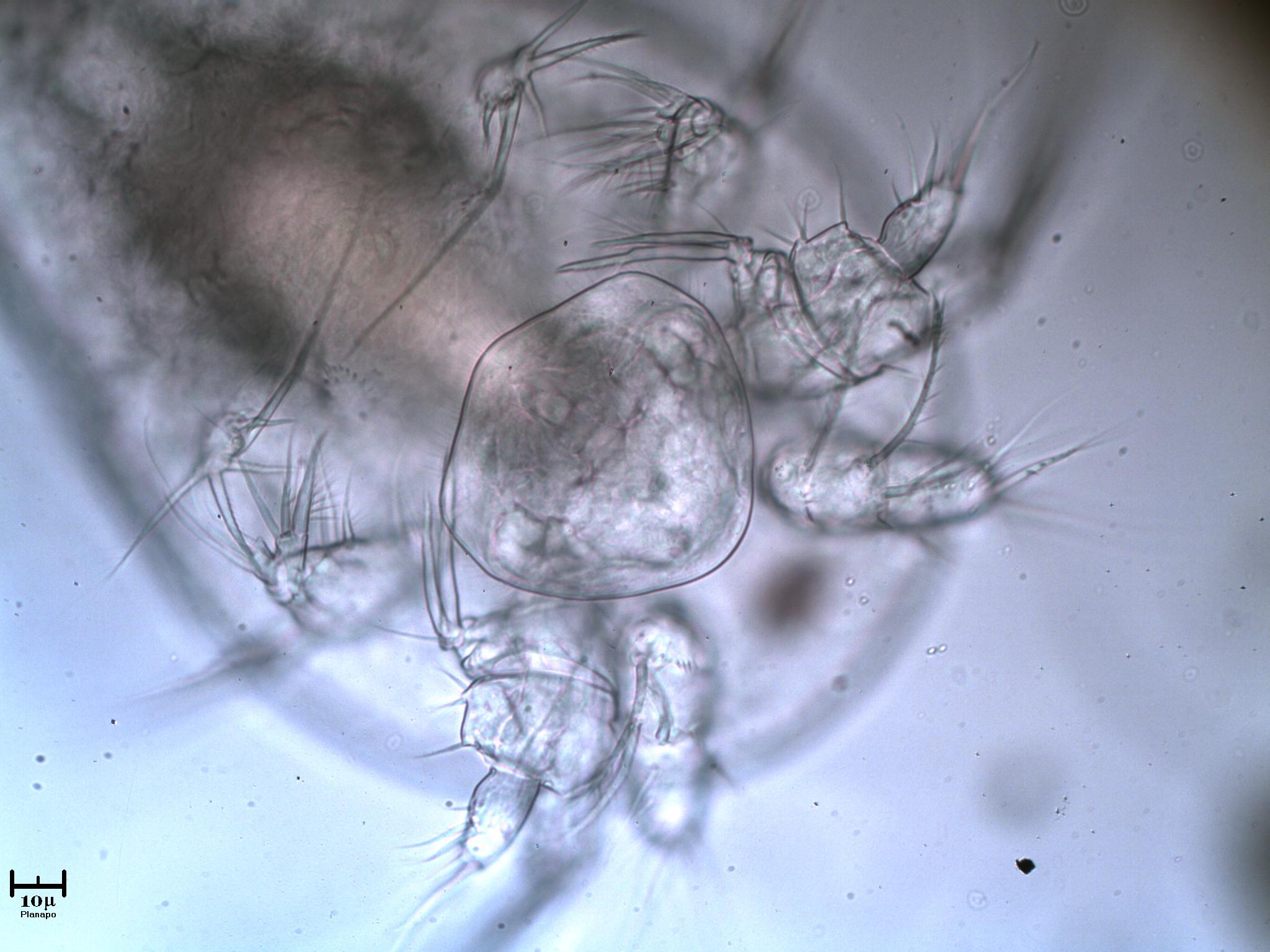 Copepode