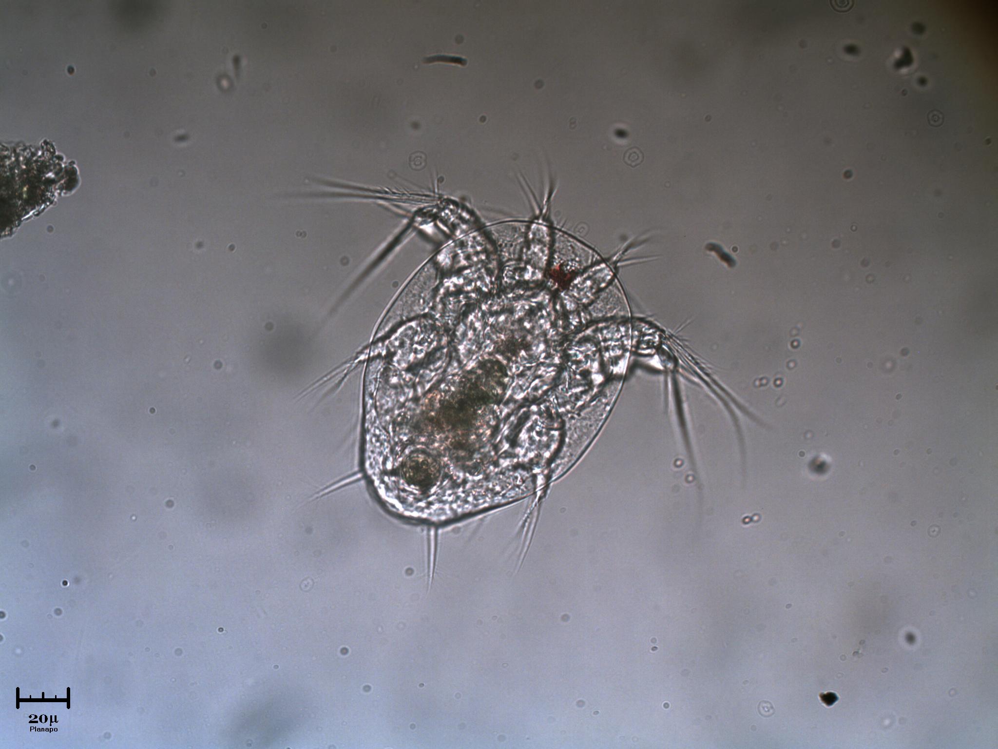 Nauplio di Copepode