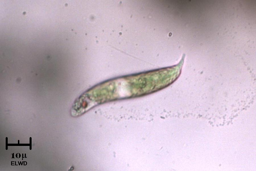 Euglena