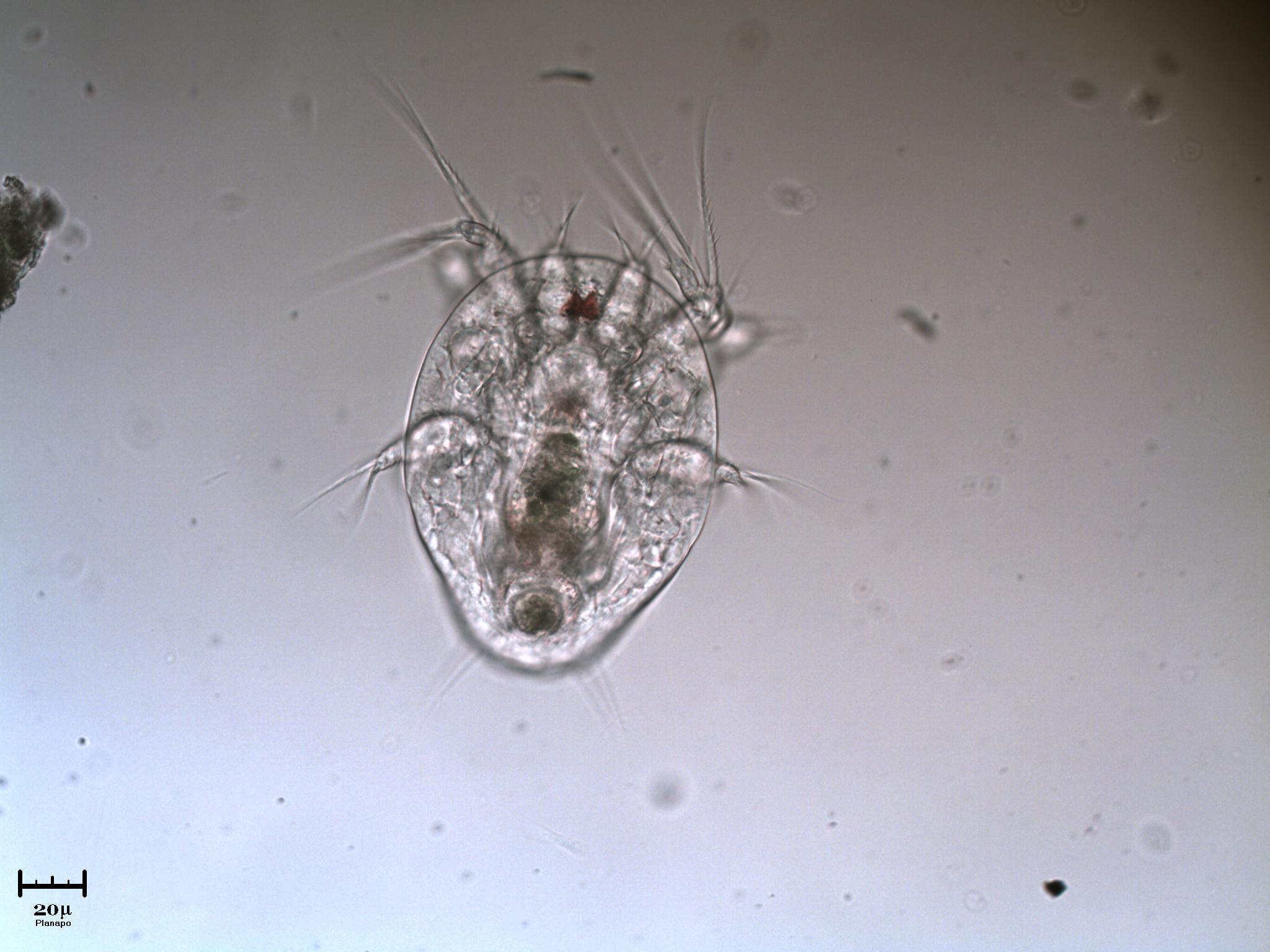 Nauplio di Copepode