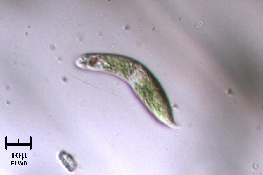 Euglena