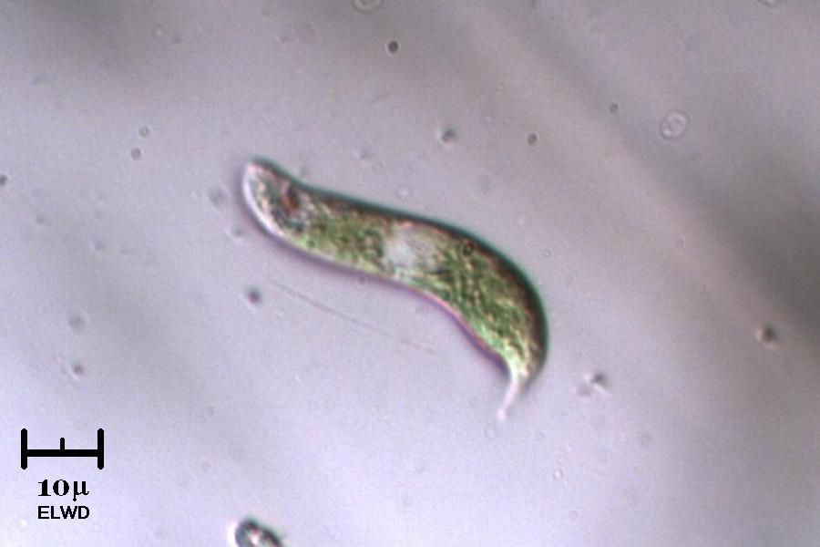 Euglena