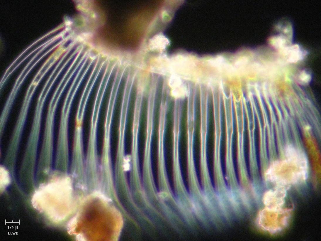 Pettine di copepode