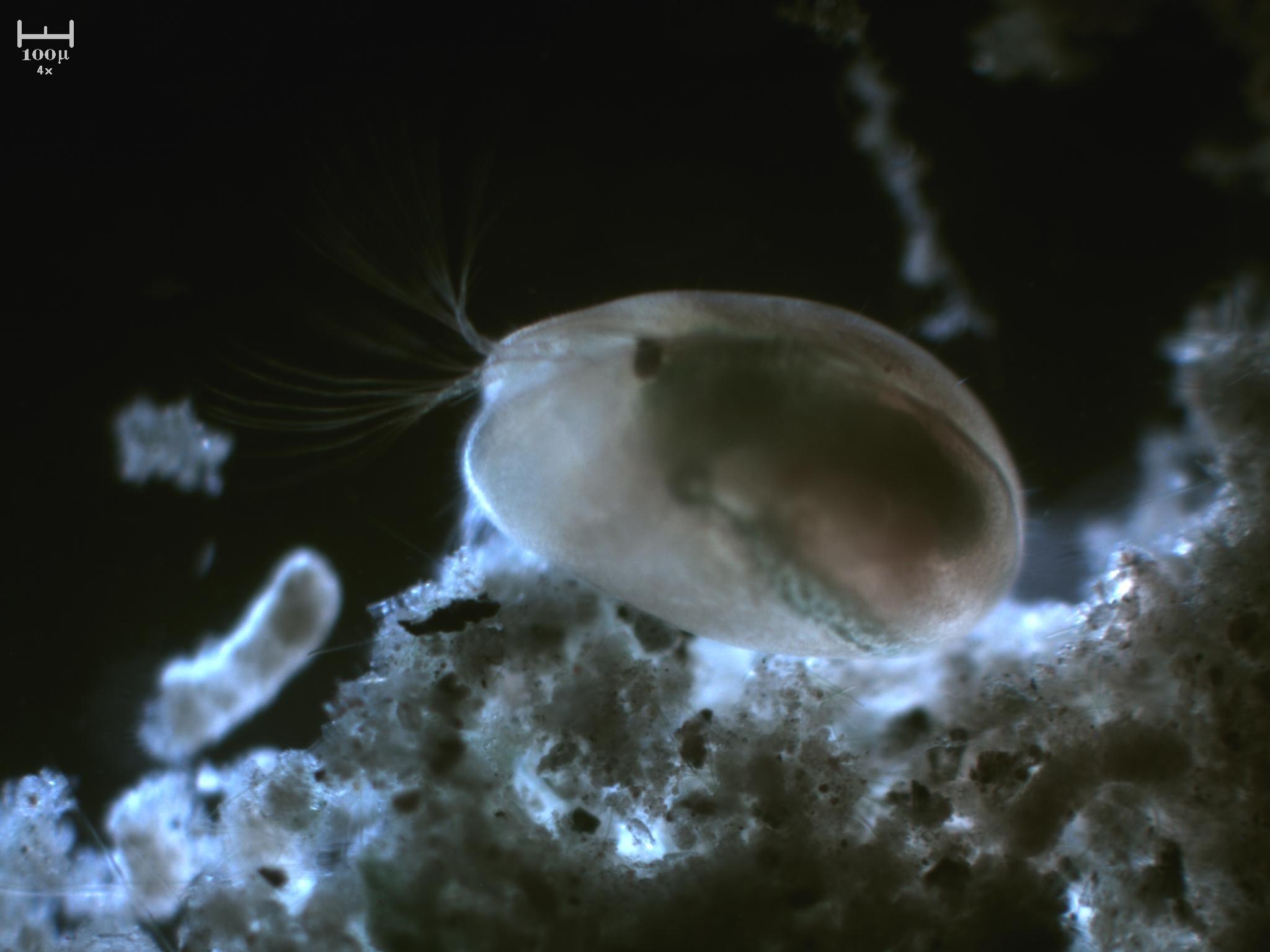 Ostracode by night