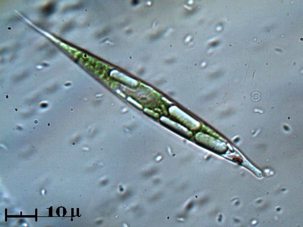 Euglena. (uffa)