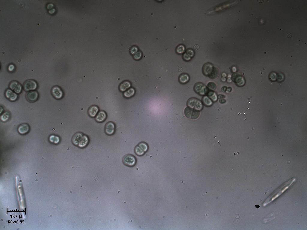 Chroococcus