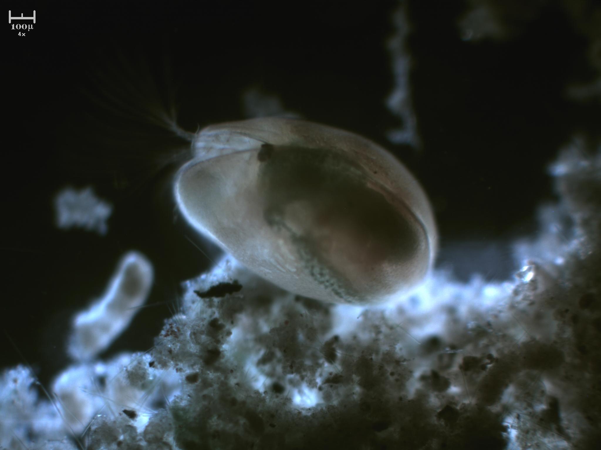 Ostracode by night