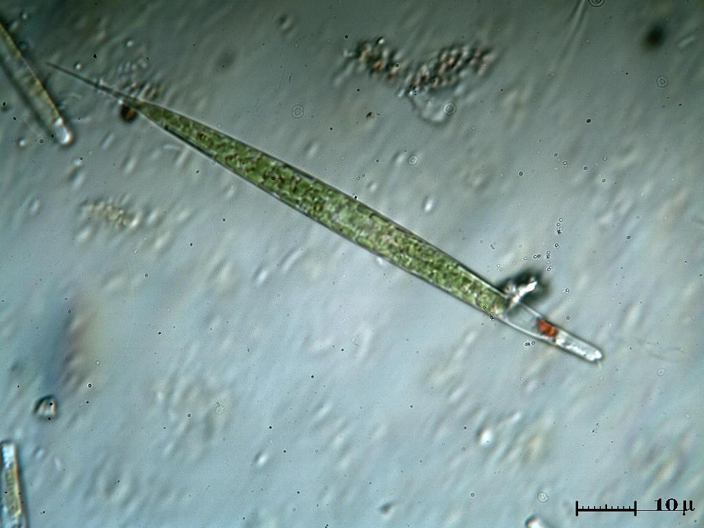 Euglena acus in immersione