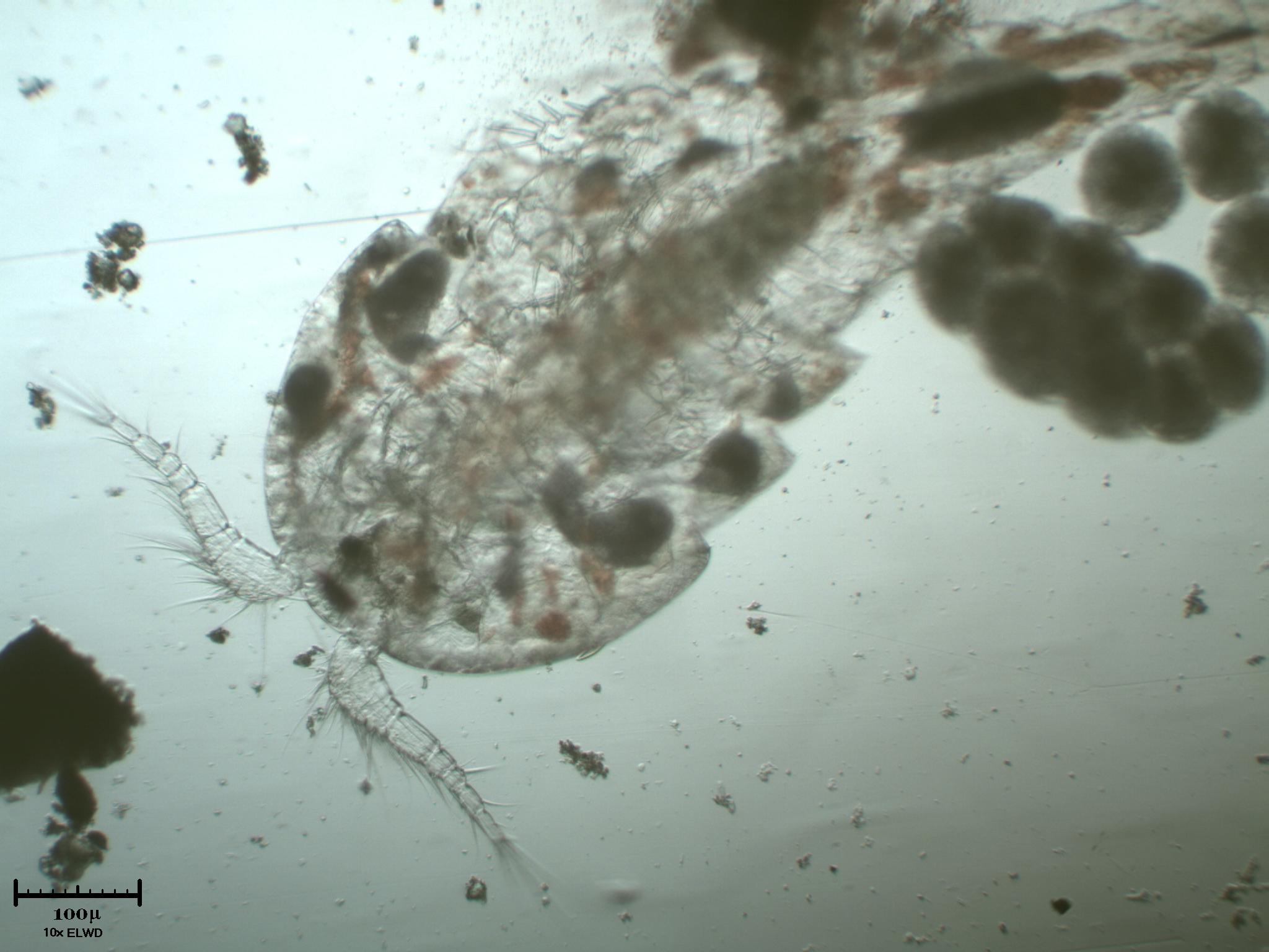 Copepode