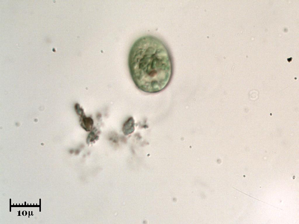 Euglina (=piccola Euglena)