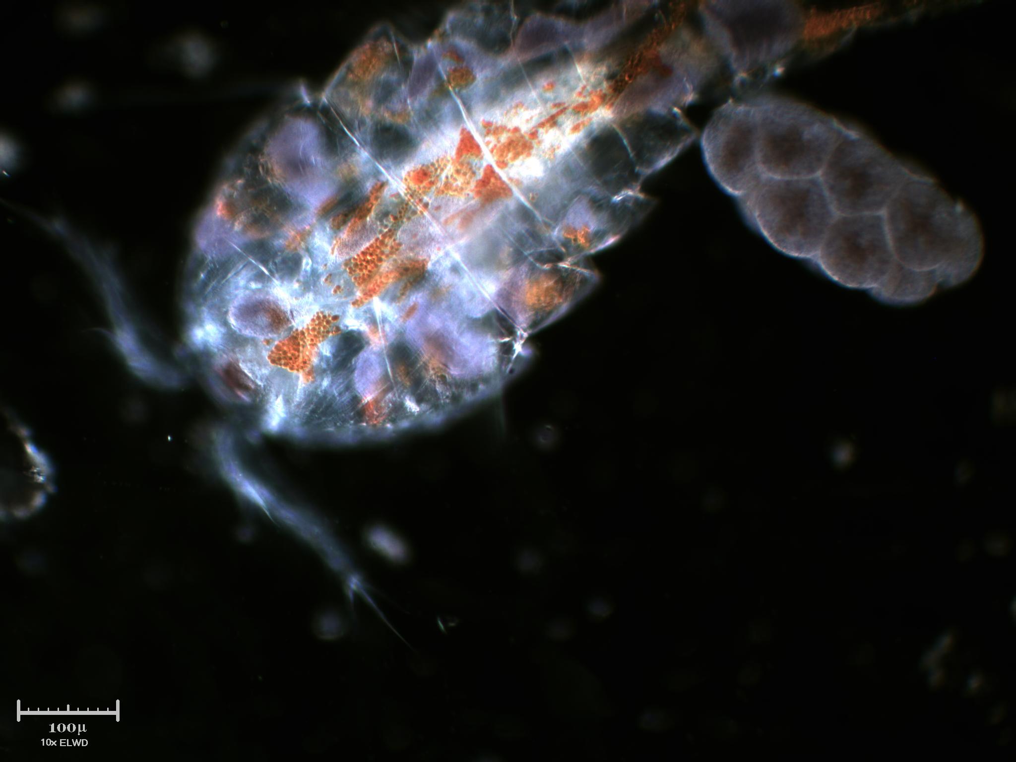 Copepode