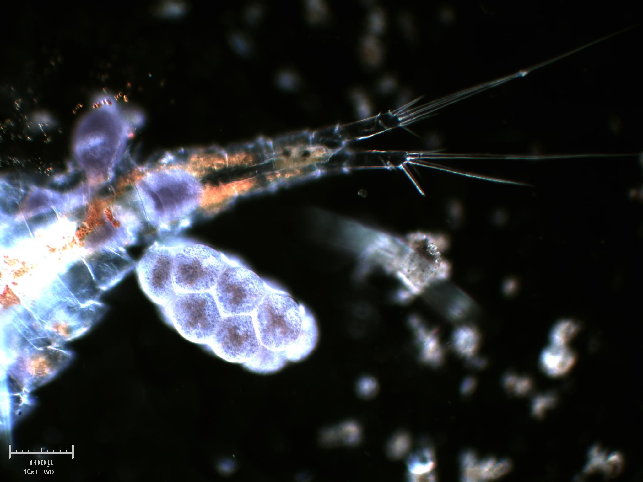 Copepode