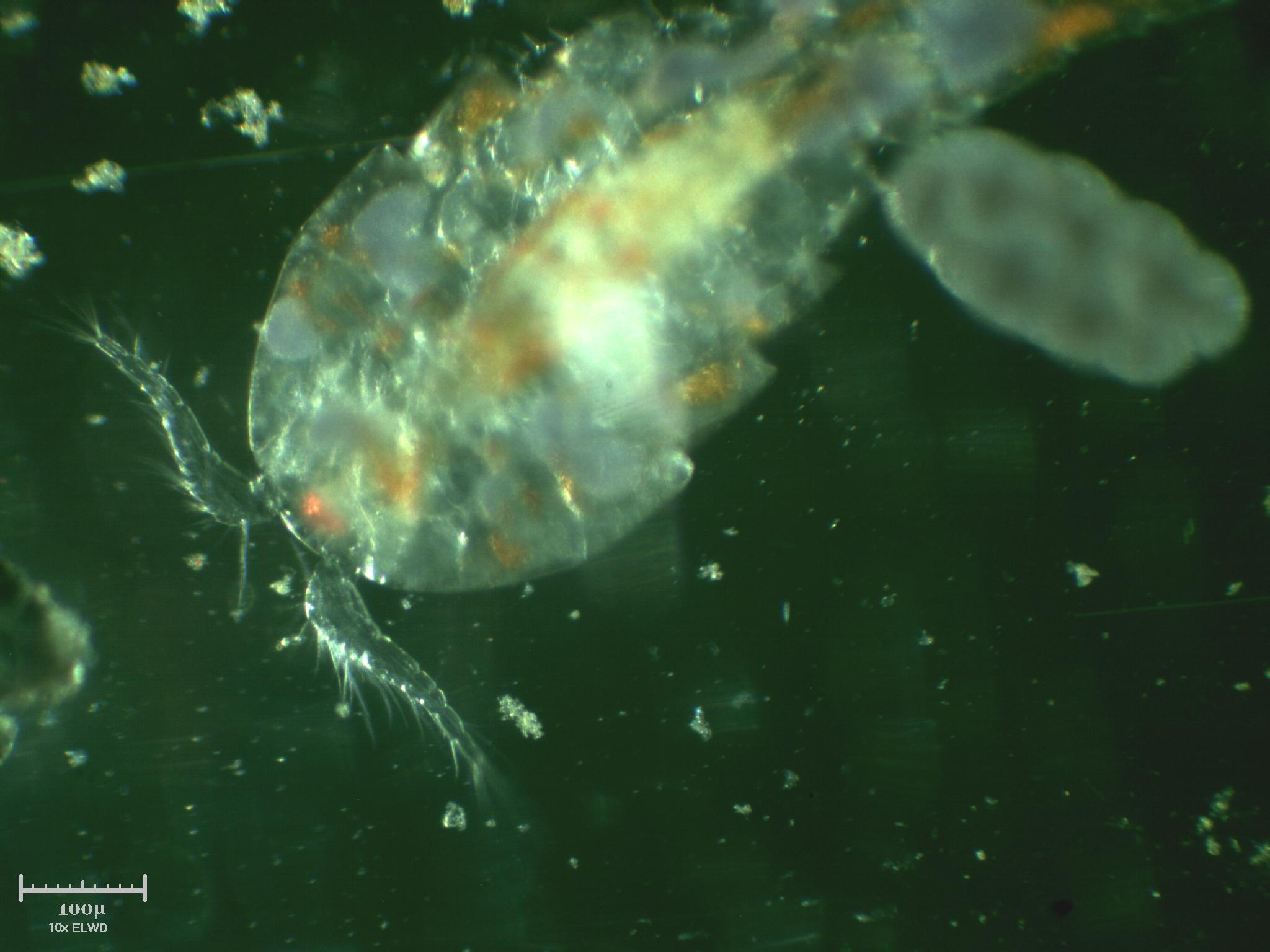 Copepode