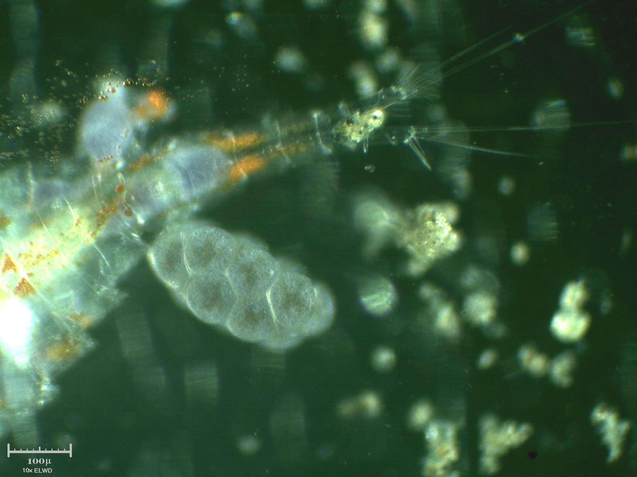 Copepode