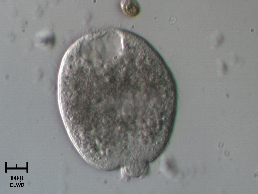 Didinium balbianii