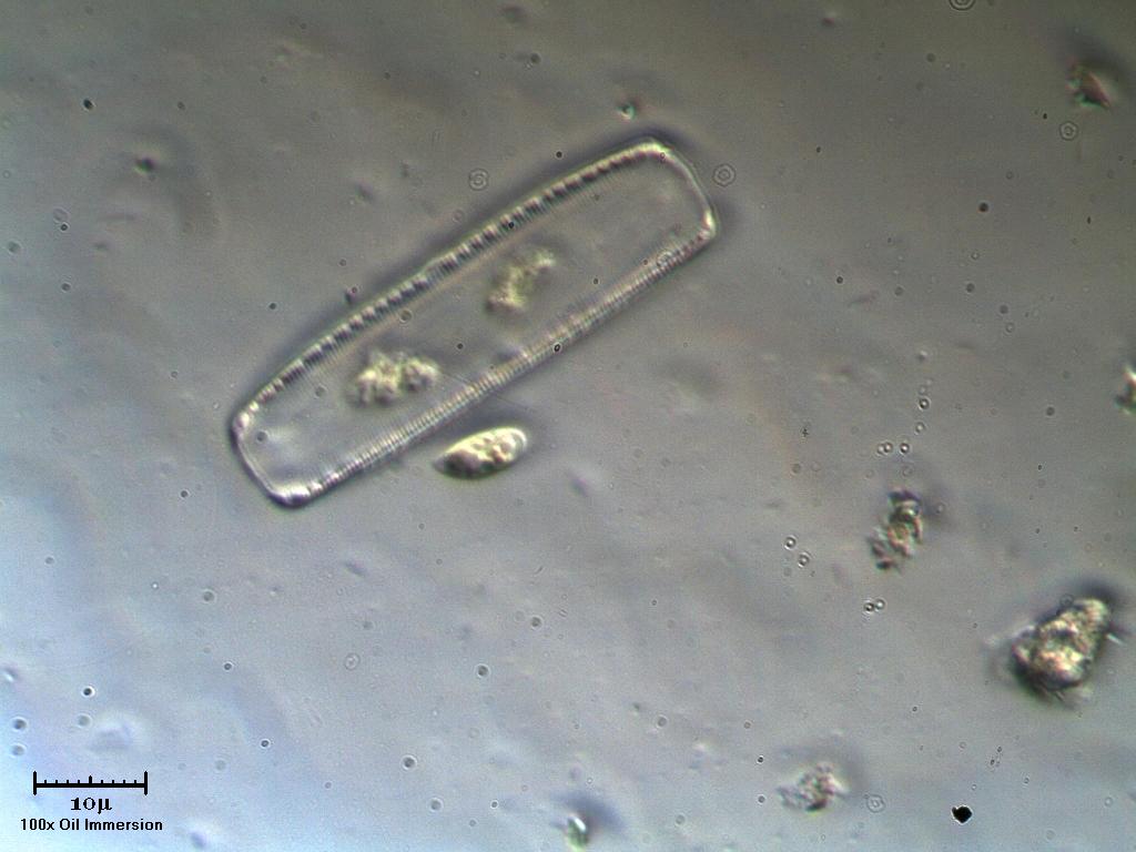 Diatomea e microflagellato