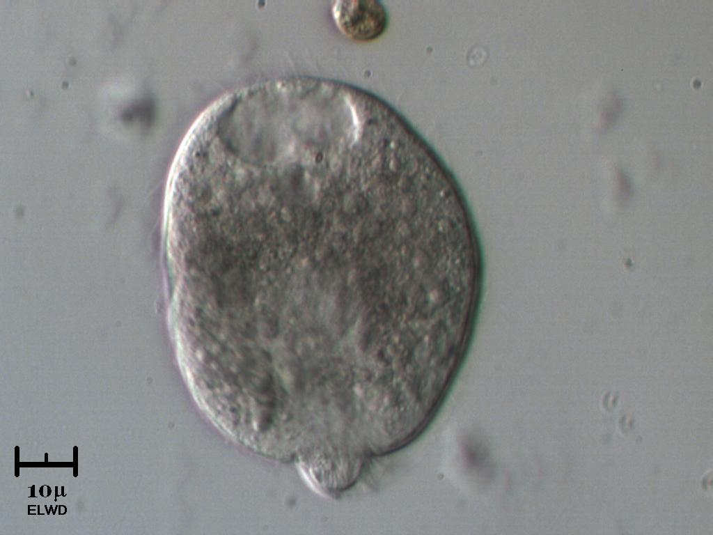 Didinium balbianii