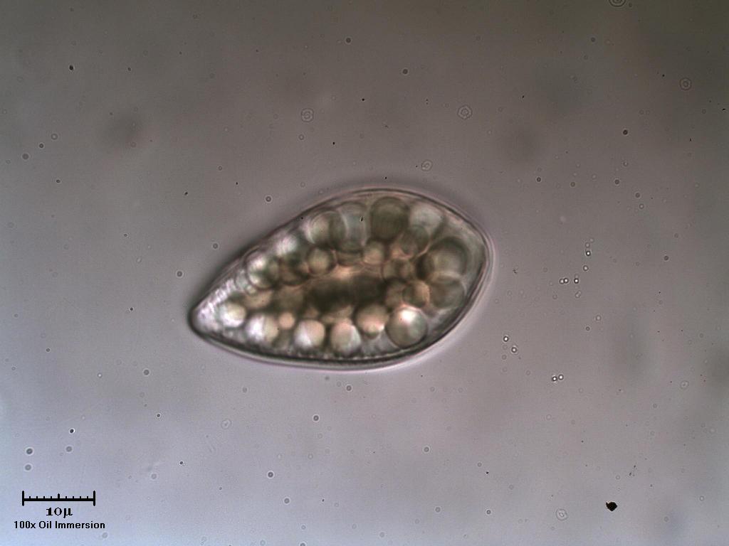 Surirella ovalis