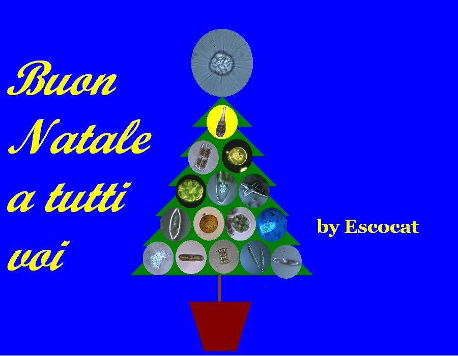 Buon Natale