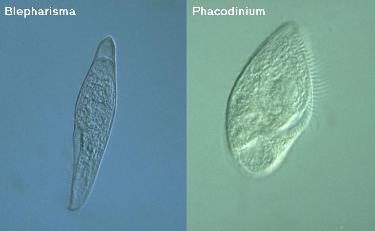 Phacodinium