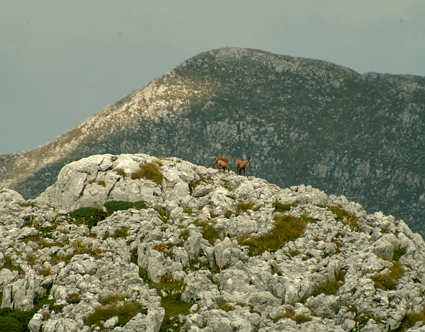 Camoscio d''Abruzzo Rupicapra pyrenaica ornata