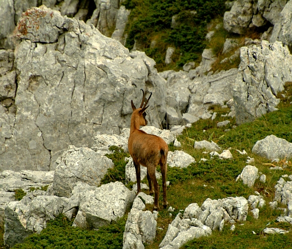 Camoscio d''Abruzzo Rupicapra pyrenaica ornata