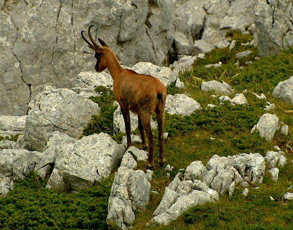 Camoscio d''Abruzzo Rupicapra pyrenaica ornata