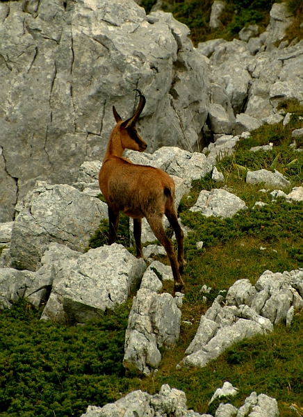 Camoscio d''Abruzzo Rupicapra pyrenaica ornata