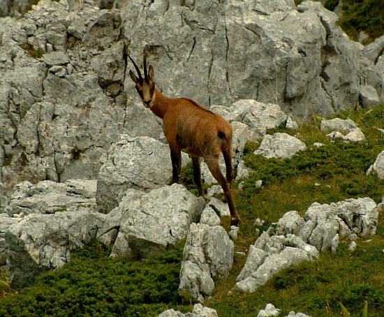 Camoscio d''Abruzzo Rupicapra pyrenaica ornata