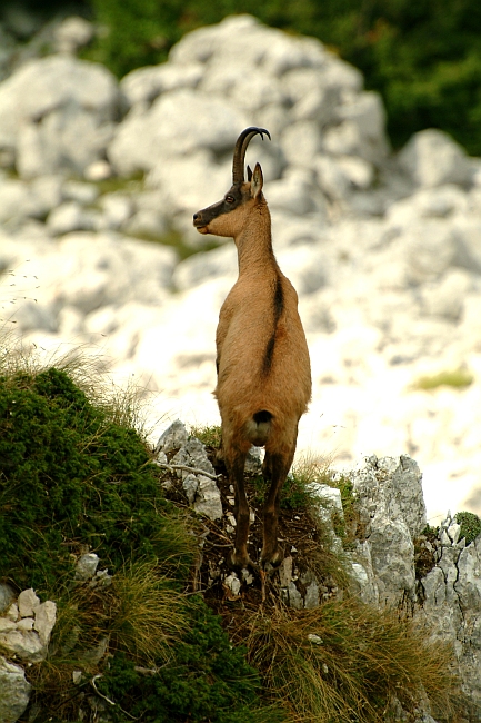 Camoscio d''Abruzzo Rupicapra pyrenaica ornata