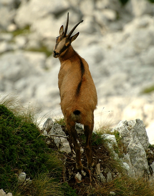 Camoscio d''Abruzzo Rupicapra pyrenaica ornata