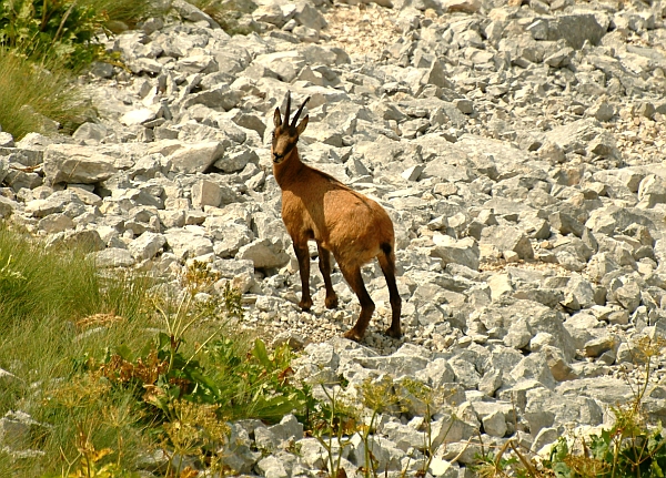 Camoscio d''Abruzzo Rupicapra pyrenaica ornata