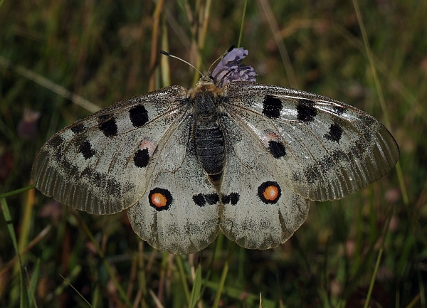 Stanno volando le Apollo sull''Appennino?