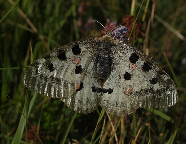 Stanno volando le Apollo sull''Appennino?