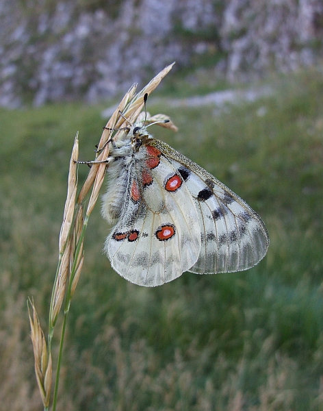 Stanno volando le Apollo sull''Appennino?