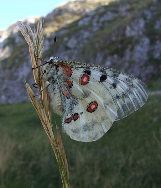 Stanno volando le Apollo sull''Appennino?