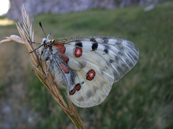 Stanno volando le Apollo sull''Appennino?