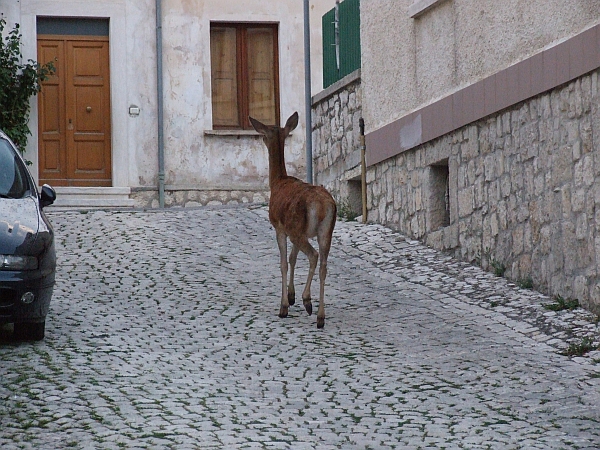 Un cervo intraprendente