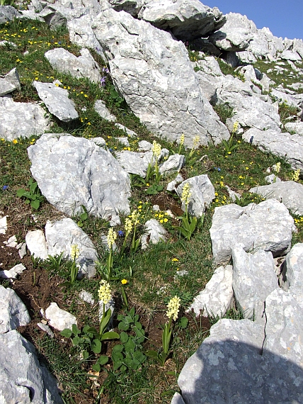 Orchis Pallens?