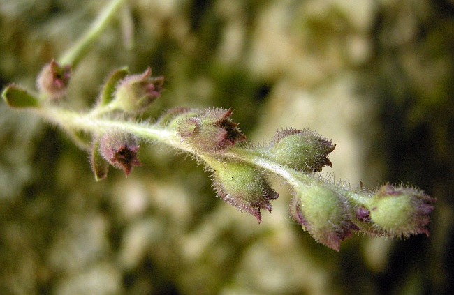 Saxifraga porophylla