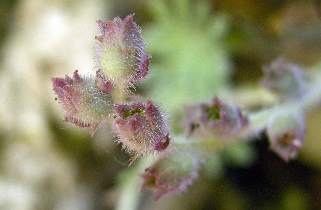 Saxifraga porophylla