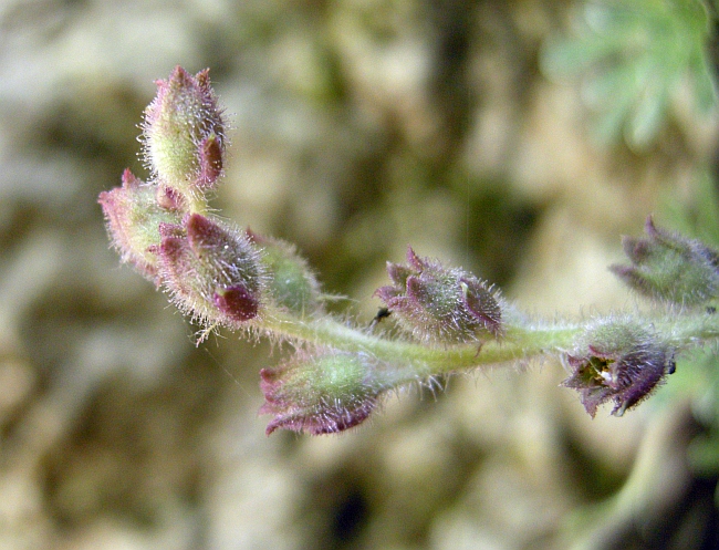 Saxifraga porophylla