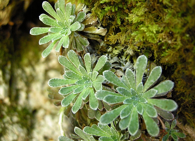 Saxifraga porophylla