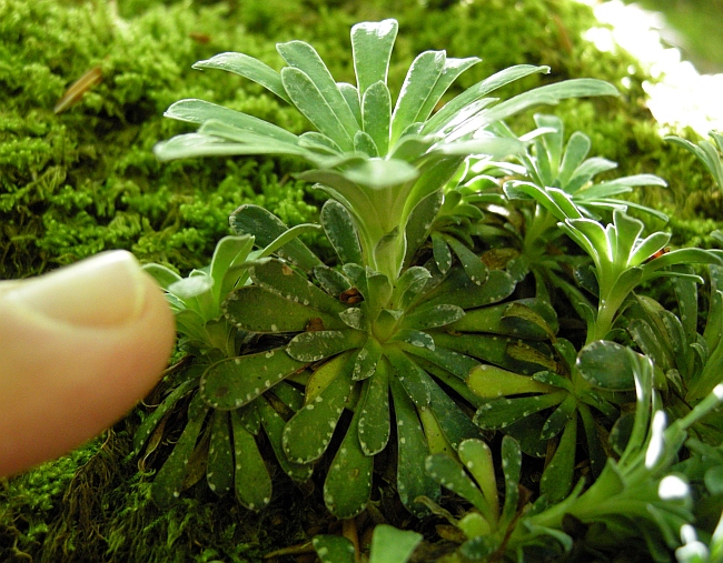 Saxifraga porophylla