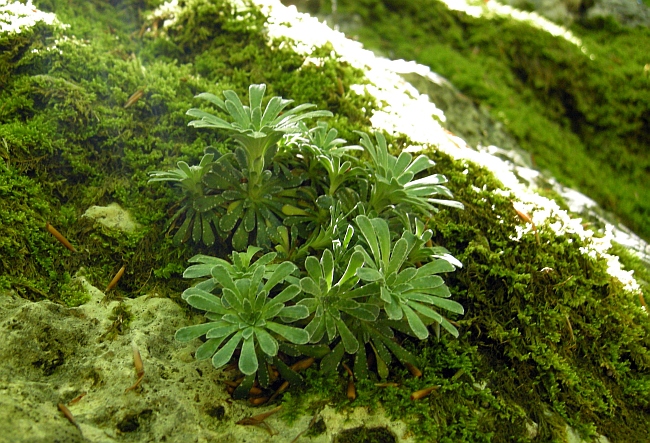 Saxifraga porophylla