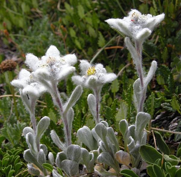 Leontopodium nivale / Stella alpina  appenninica