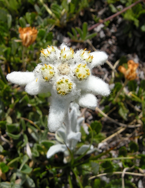 Leontopodium nivale / Stella alpina  appenninica