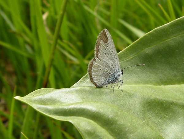 Cyaniris semiargus?