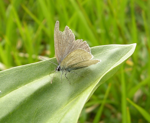 Cyaniris semiargus?