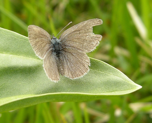 Cyaniris semiargus?